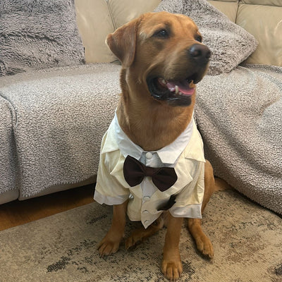 We dress the most important wedding guests 🐾✨