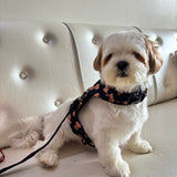 Teddy Harness thumbnail