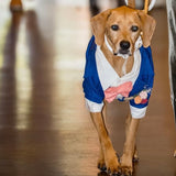 Wedding Tuxedo thumbnail