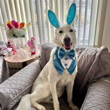 Velvet Tuxedo bandana thumbnail