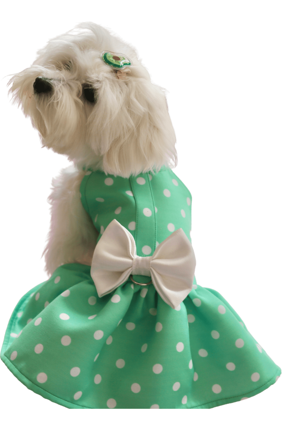 General Information - Coochipoo Pets