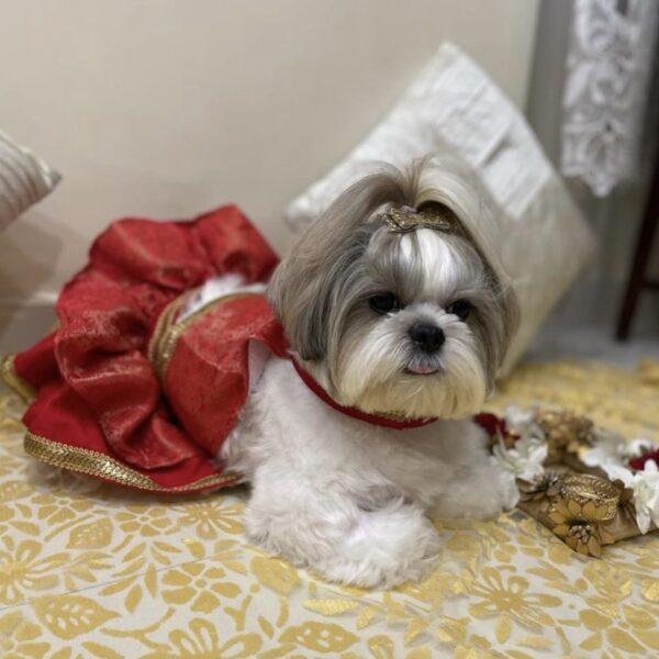 dog lehenga