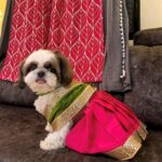 saree for dogs
