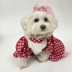 Pawfect Personalised Dress 4